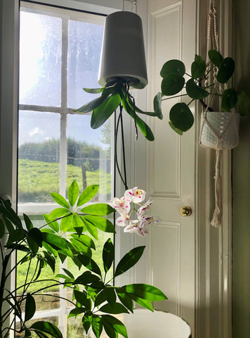 plants near window