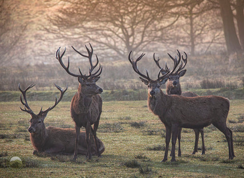 Stags at Lyme Park by Garry Lomas Photography meeting Matt Baker Countryfile