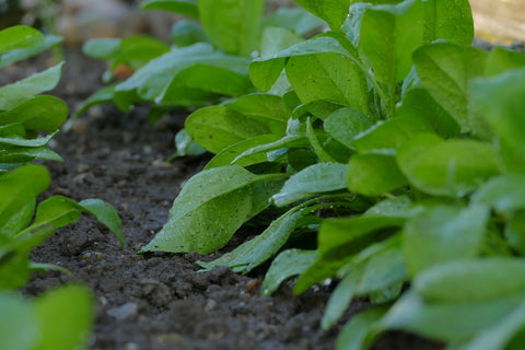 Young Spinach Growing ReAg Tools