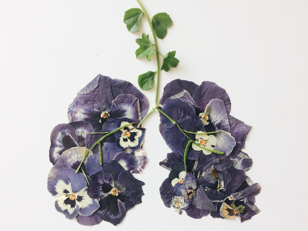 Pressed purple flowers