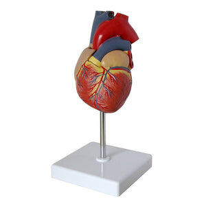 Modelo anatómico de corazón – SMARTLAP