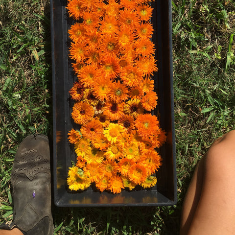 Pantry Jar Canister Vintage Glass Nasturtiums Flowers Orange