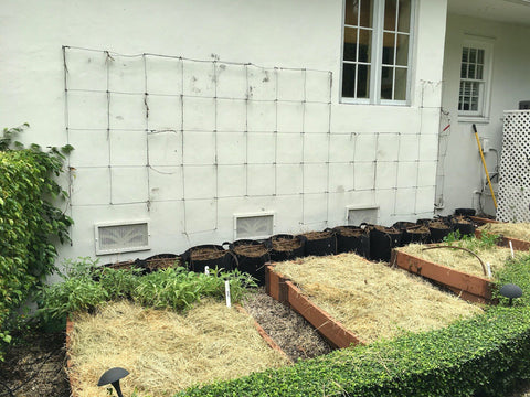Soil building using layers of organic materials on your raised beds; let them break down in place for a ready to use garden bed when it's planting time