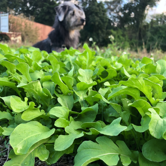 arugula seedlings