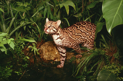 Learn about Ocelots | © Anthony B. Rath / WWF