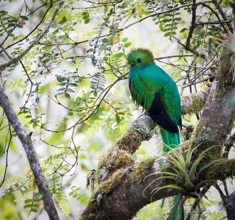 Learn about Quetzal Birds | © WWF US / Keith Arnold