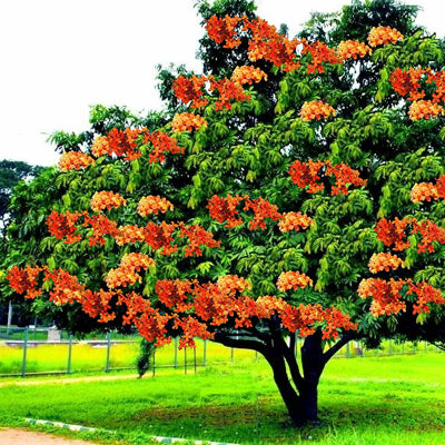 Blühender Ashoka Baum