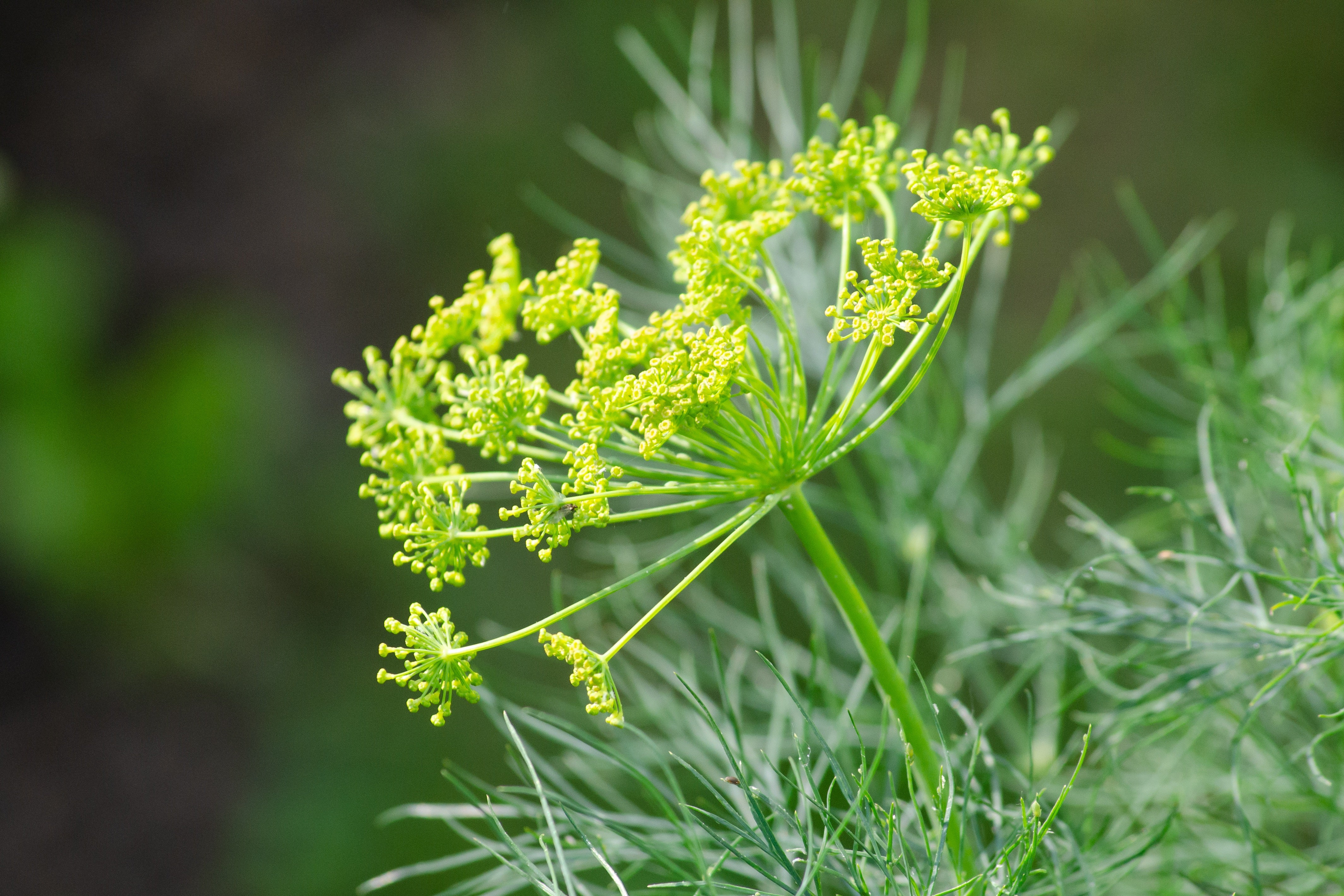 Укроп сбор. Укроп огородный Anethum graveolens. Фенхель зонтичные. Фенхель огородный. Фенхель куст.