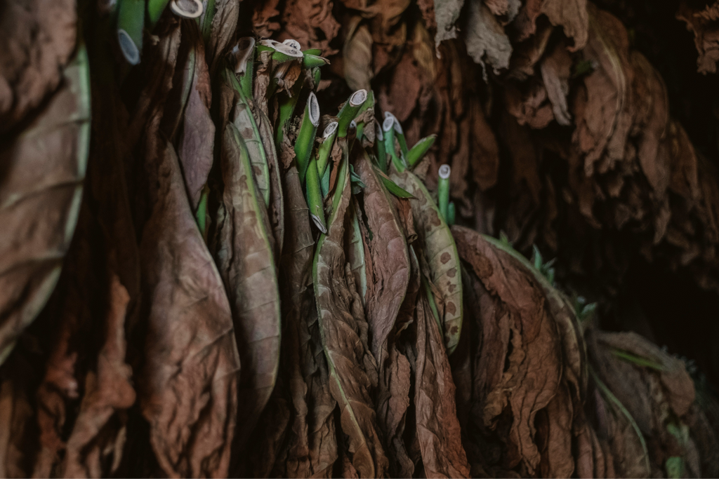 shelf life of hookah tobacco