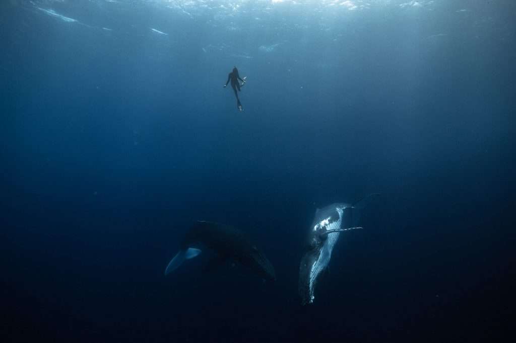 Surf Leotard in action whilst swimming with whales- Go SLO, Live Creative