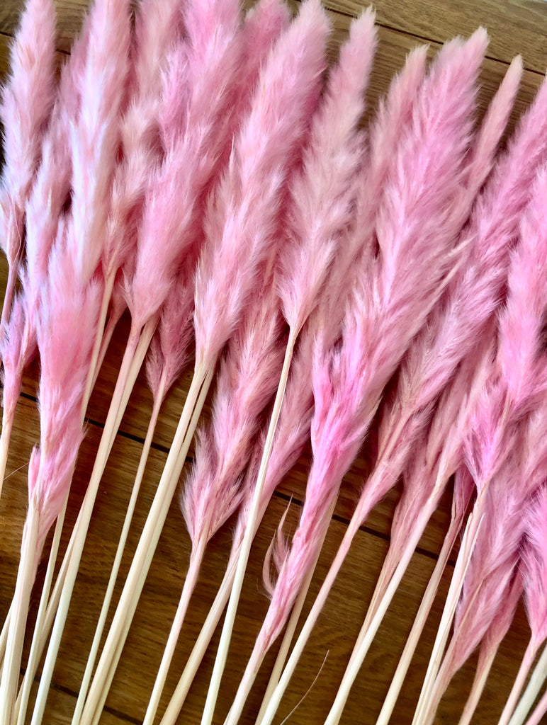 DRIED PAMPAS SLIM PINK 100CM 10ST - FMI Farms