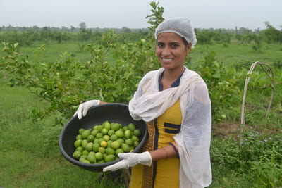Lemons harvested on our farm in Khajuraho