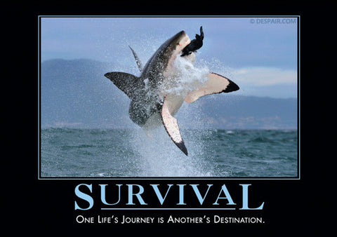 Survival-Shark