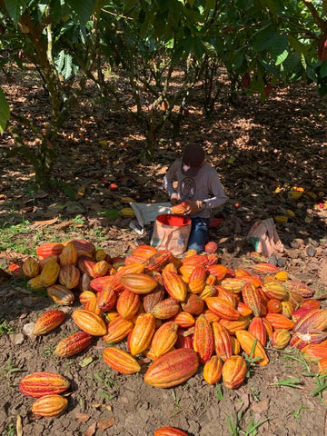 Cacao pods at regenerative farm