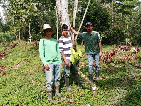 Colombia Criollo Cacao Yariguies Project