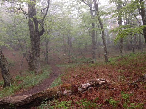 Section A　山梨県 小金沢連嶺 黒岳付近　広葉樹林