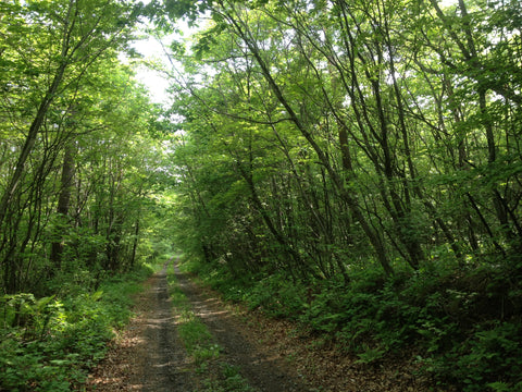 Section C　長野県 浅間山 山麓 林道をゆく