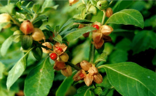 RestoreZ-Ingredient-Ashwagandha