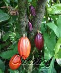 cocoa tree copy