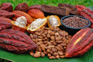 Cocoa Beans and Pods