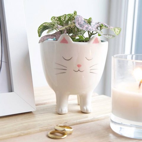 luxury gifts for cat lovers uk