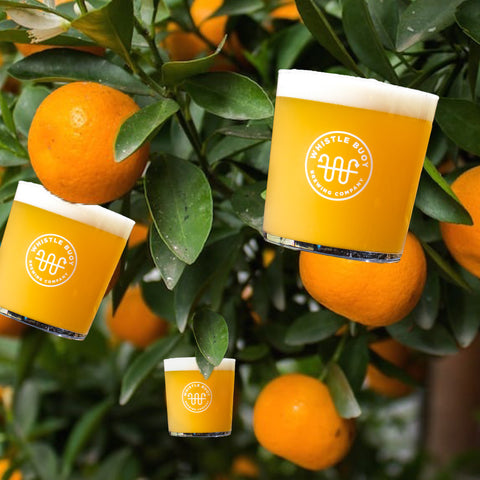 12oz glasses of our low vis hazy ipa hanging on an orange tree