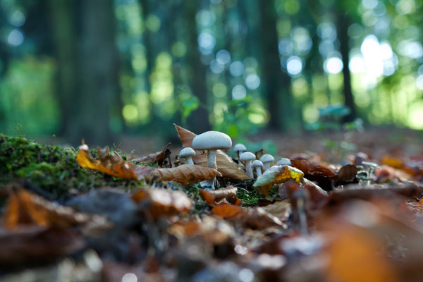 mushrooms