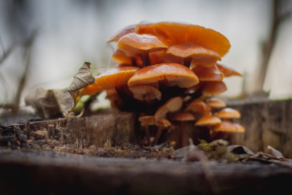 mushroom coffee