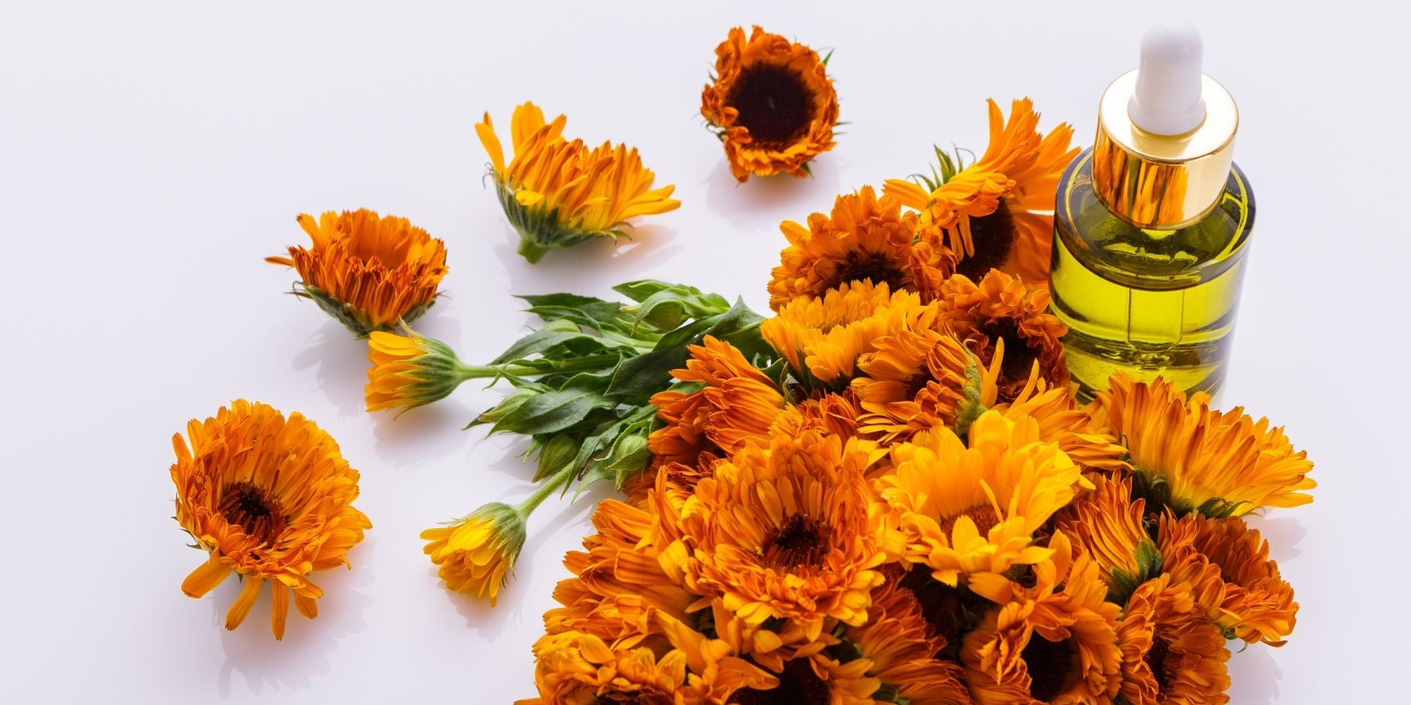 Arnica Massage Oil Benefits and Health Tips