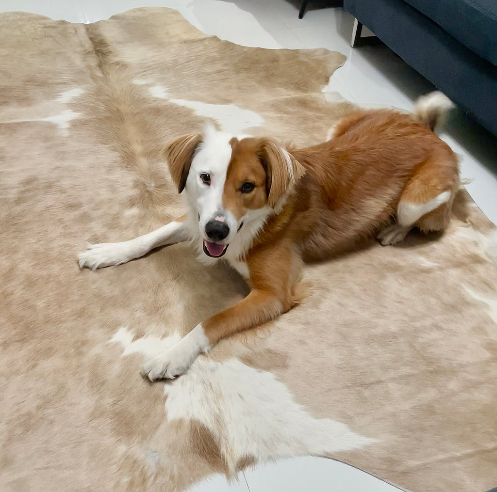 Daniela's dog on a palomino and white cowhide rug