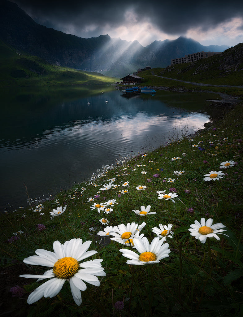 Switzerland alpine landscape with daisies. Isabellandscapes nature fine art prints on sale