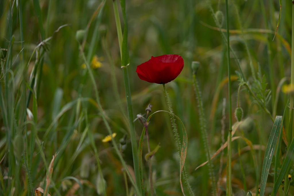 flowers artinkea