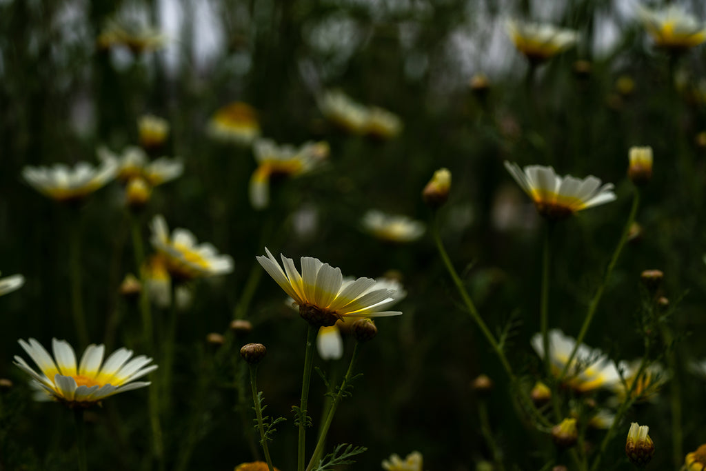 flowers artinkea