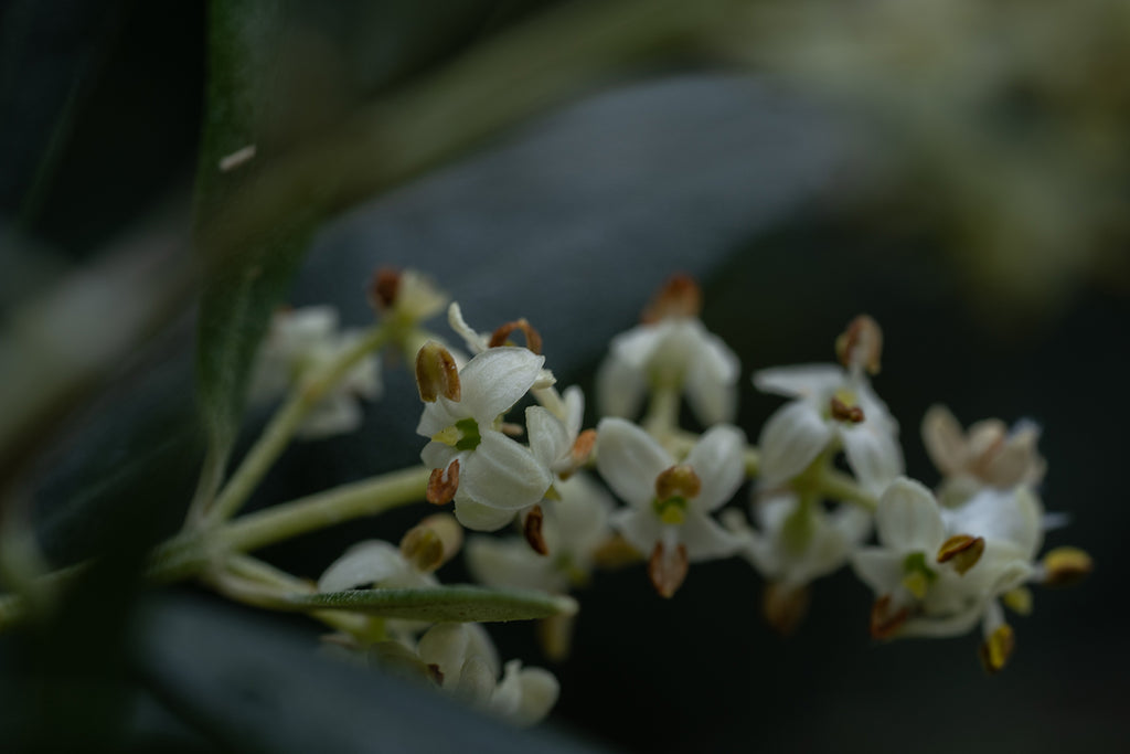 flowers artinkea