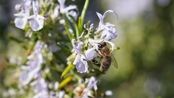 flowers and bees