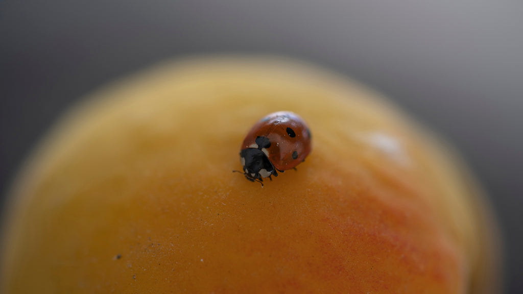 coccinella