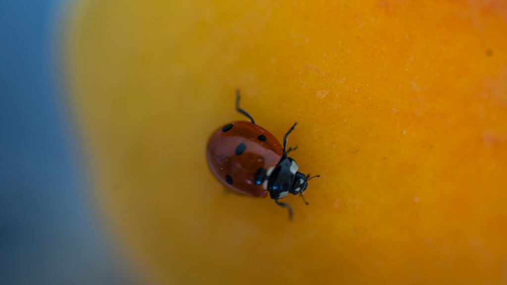 coccinella