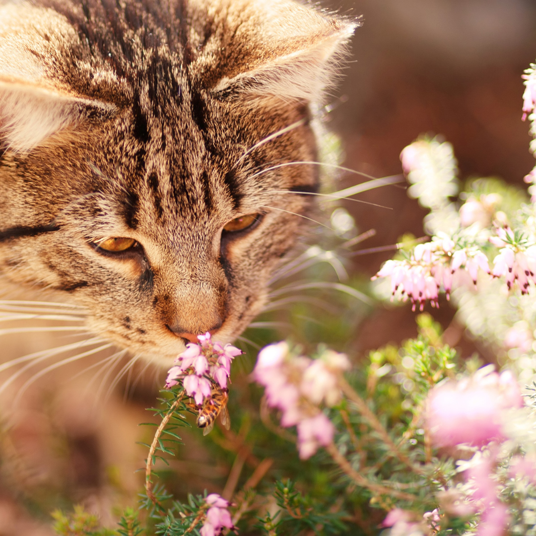 Cat_smelling_flower