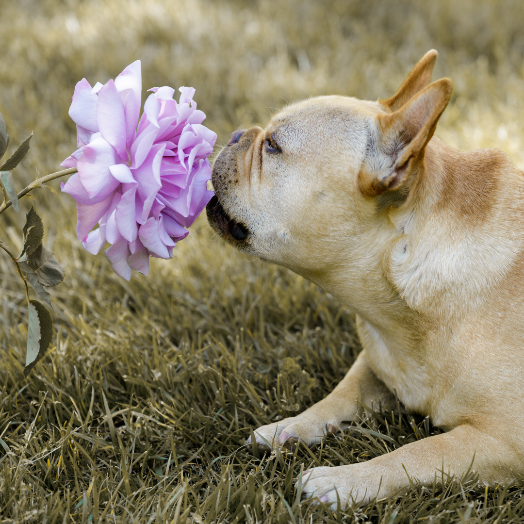 Dog_sniffing_flower