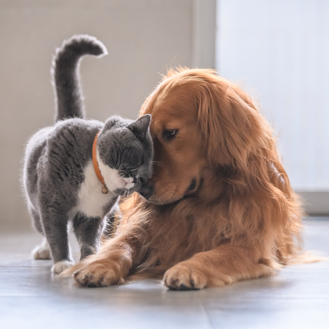 Essential_oils_for_dogs_and_cats