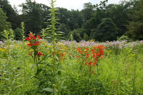 Red wildflowers at New York Botanical Gardens