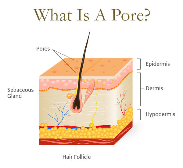What is a pore?