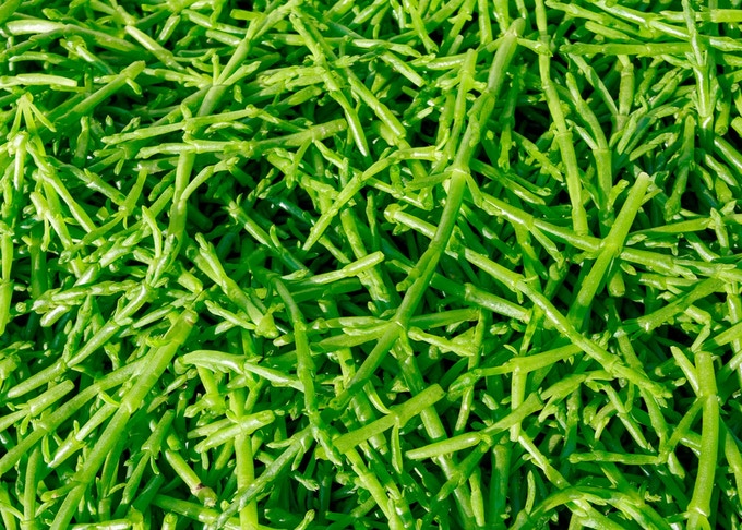 Fresh Salicornia