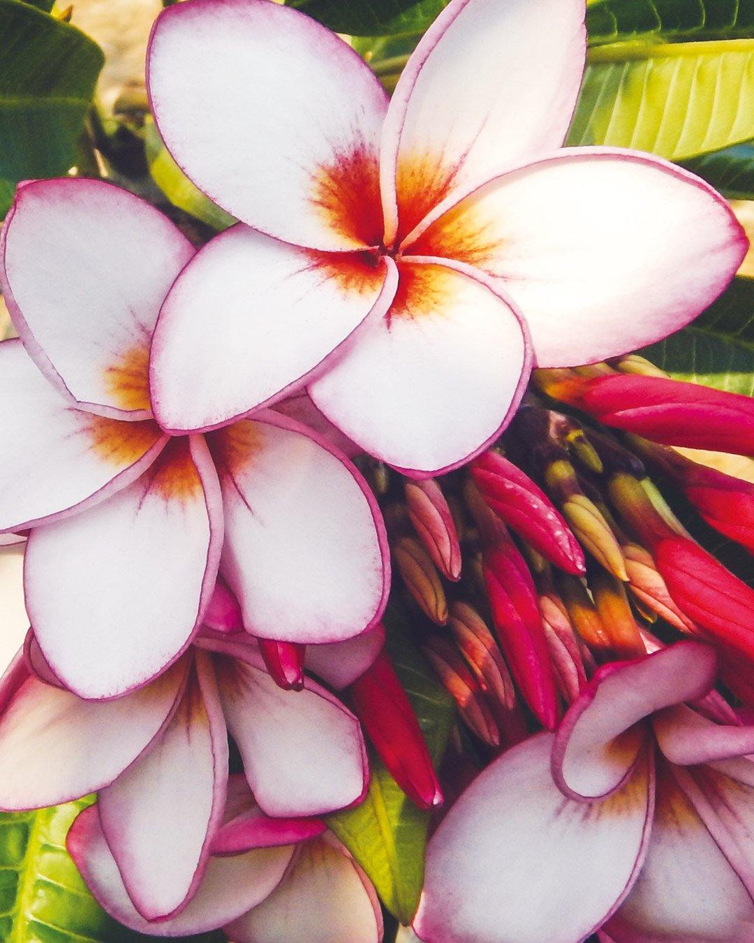 Plumeria 