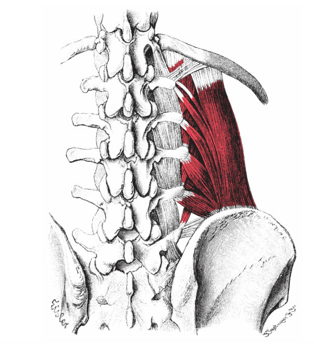 Quadratus Lumborum Origin