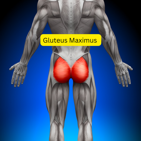 gluteus maximus for butt massage
