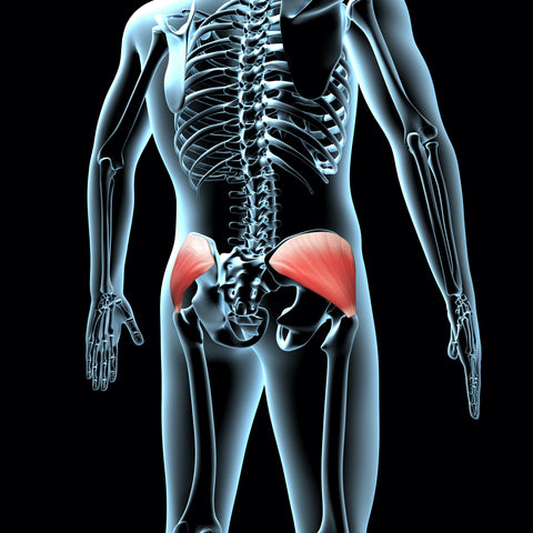 gluteus medius muscle