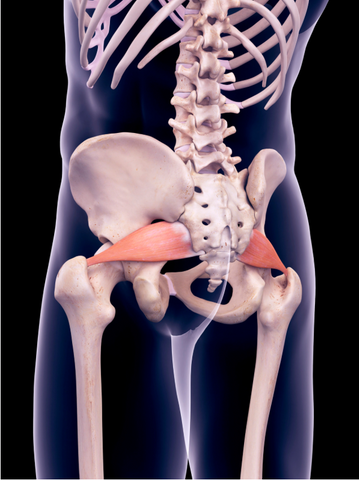 Know the anatomy when learning how to sleep with piriformis syndrome