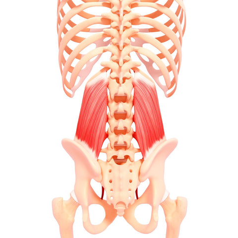 Muscles of lower back, those that usually receive lower back massager