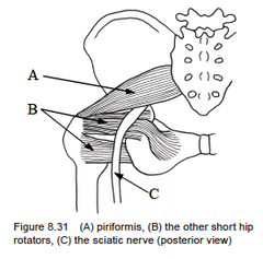 Piriformis Release – Top 8 Techniques To Reduce Painful Trigger Points